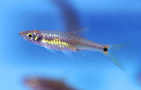 Rasbora brittani, :