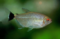 Moenkhausia sanctaefilomenae, Redeye tetra: aquarium