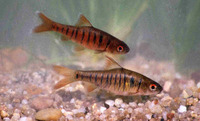 Barbus fasciolatus, African banded barb: fisheries, aquarium