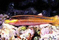 Halichoeres insularis, Socorro wrasse: