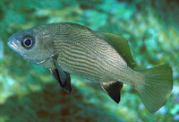 Odontoscion xanthops, Yelloweye croaker: fisheries