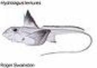 Hydrolagus lemures, Blackfin ghostshark: fisheries