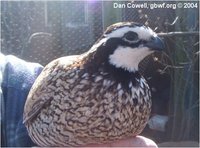 Bobwhite Mexican Speckled Mutation Colinus virginianus