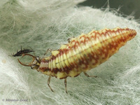 Chrysoperla carnea - Common Green Lacewing