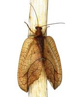 Drepanepteryx phalaenoides