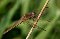 Crocothemis erythraea