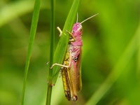 Omocestus viridulus - Common Green Grasshopper