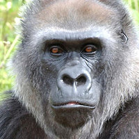 Gorilla