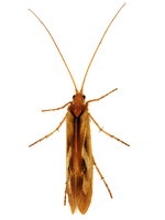 Limnephilus rhombicus