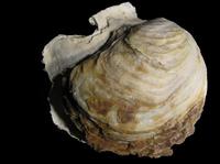 Ostrea edulis - Edible Oyster