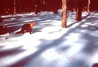 Image of: Martes americana (American marten)