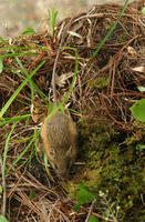 Image of: Napaeozapus insignis (woodland jumping mouse)