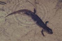 Triturus helveticus helveticus