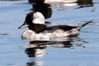 Bucephala albeola - Bufflehead