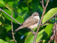 Sylvia curruca - Lesser Whitethroat