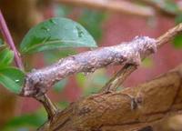 Image of: Lepidoptera (butterflies, butterflies and moths, and moths)