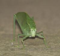 Image of: Microcentrum rhombifolium (broadwinged katydid)