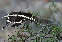 Image of: Papilio cresphontes