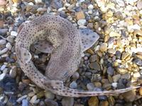 Scyliorhinus canicula - Lesser Spotted Dogfish