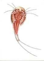 Image of: Triops longicaudatus