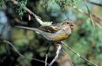 Image of: Carpodacus vinaceus (vinaceous rosefinch)