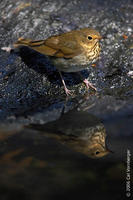 Image of: Catharus ustulatus (Swainson's thrush)