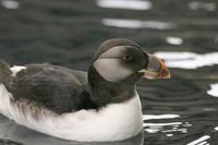 Image of: Fratercula corniculata (horned puffin)