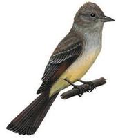 Image of: Myiarchus crinitus (great crested flycatcher)