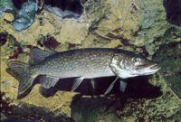 Esox lucius - American Pike