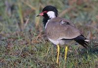 Image of: Vanellus indicus (red-wattled lapwing)