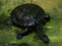 Chelodina longicollis - Common Long-necked Turtle