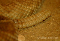 Crotalus ruber - Red Diamond Rattlesnake