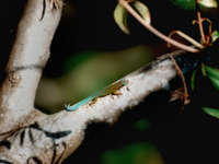 Phelsuma cepediana