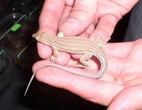 Acanthodactylus cantoris