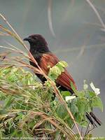 Lesser Coucal - Centropus bengalensis