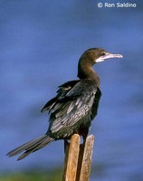 Little Cormorant - Phalacrocorax niger