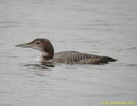 Common Loon - Gavia immer