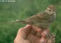 Tawny Grassbird - Megalurus timoriensis