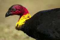 Australian Brush-Turkey