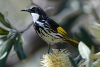 White cheeked Honeyeater