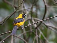 Yellow-backed Oriole (Icterus chrysater) photo