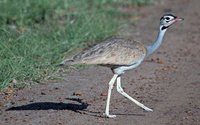 White-bellied Bustard - Eupodotis senegalensis