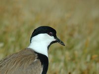 Spur-winged Plover - Vanellus spinosus