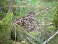 Eurasian Woodcock - Scolopax rusticola