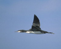 Pacific Loon (Gavia pacifica) photo