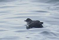 Cassin's Auklet (Ptychoramphus aleuticus) photo