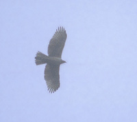 Mountain (Hodgson's) Hawk-Eagle (Spizaetus nipalensis) photo