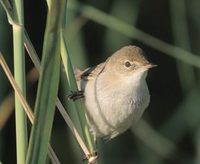 European Reed Warbler (Acrocephalus scirpaceus) photo