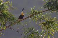 Channel-billed Toucan (Ramphastos vitellinus) photo