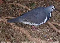 Wonga Pigeon - Leucosarcia melanoleuca
